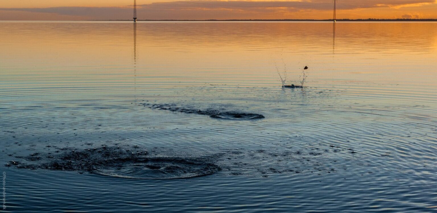 Smutter i vandet ved Esbjerg, Danmark