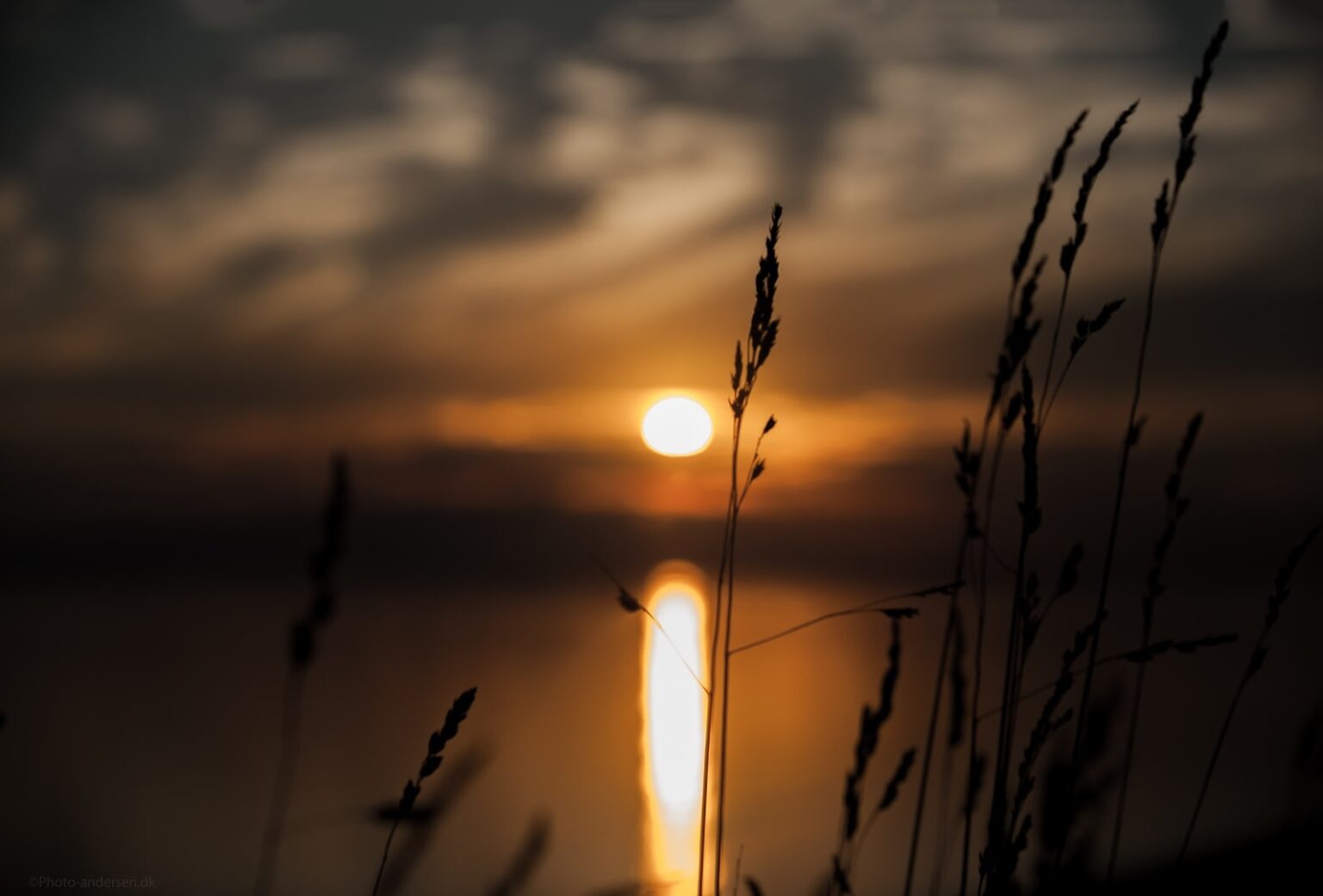 Strå i solnedgang ved Sædding strand