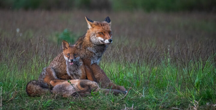 Ræven dier en unge mens en anden hvalp som står mellem hendes ben