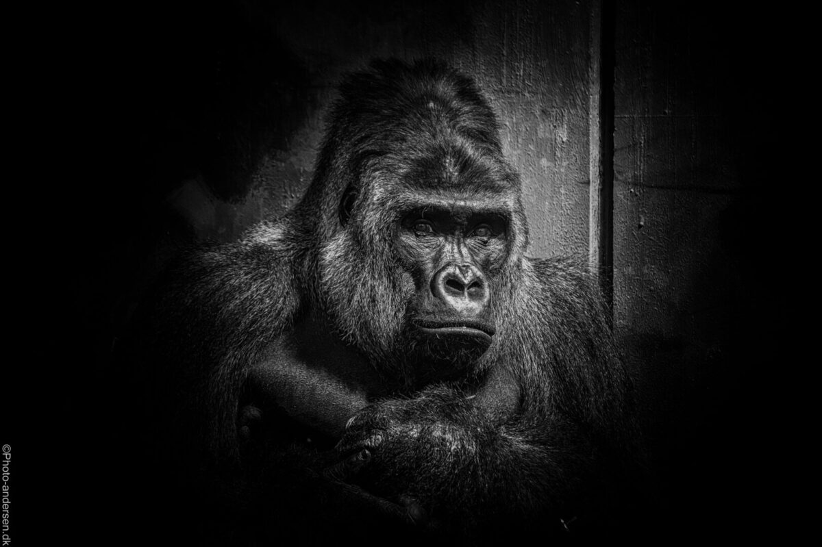 Kipenzi fra givskud zoo, deres store han gorilla
