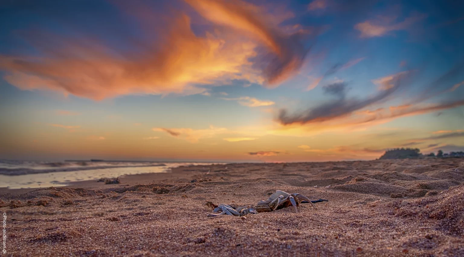 Denne døde krabbe lå i vandkanten ved Hjerting Strand, hvor bølgernes bevægelse har skabt sandet så smuk og unikt