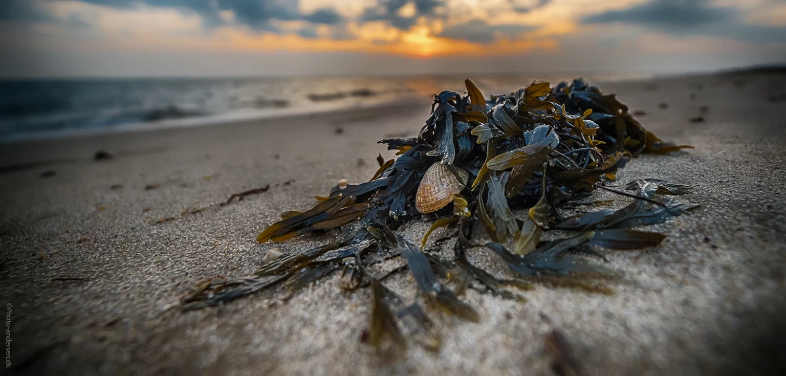muslingskald i den smukkeste solnedgang ved Sædding strand., hvor den lå så fredligt og smuk i sandet og tanget omgivet af vandet og den blå himmel