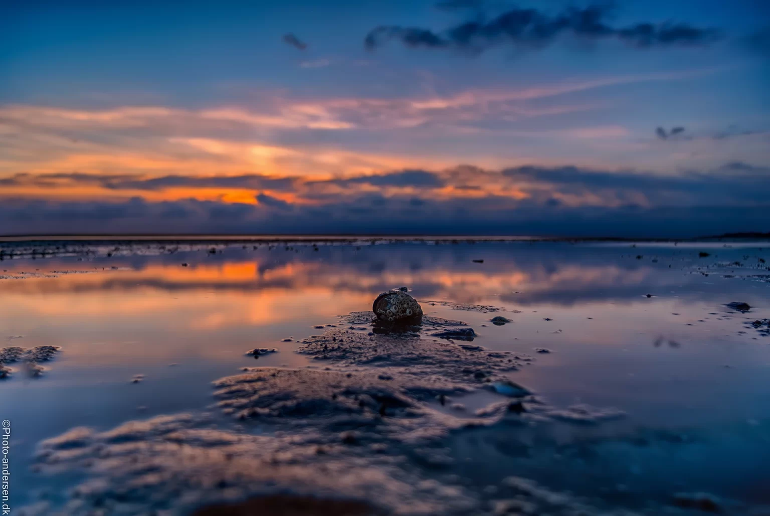 Blåmusling i den smukkeste solnedgang ved Sædding strand.