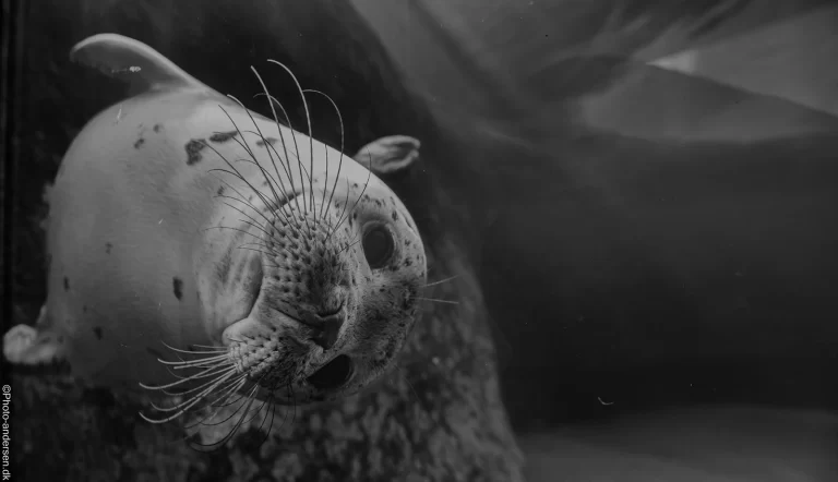 Gaia Sælunge som er en hybrid blandet mellem en spættet og gråsæl, og har levet over 1 år ved Fiskeri og Søfartsmusemet ved Esbjerg