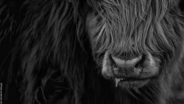 Den skotske højlandskvæg er en robust og imponerende race, der ofte fotograferes i smukke naturscenerier på de danske marker. En sort-hvid-fotografering kan give billederne en tidløs og nostalgisk fornemmelse og fremhæve dyrenes karakteristiske træk, såsom deres lange hår og store horn.