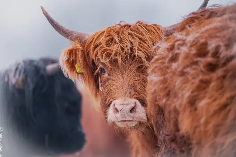 Højlandskvæg ser direkte mod kameraet en kold vinterdag i Vestjylland
