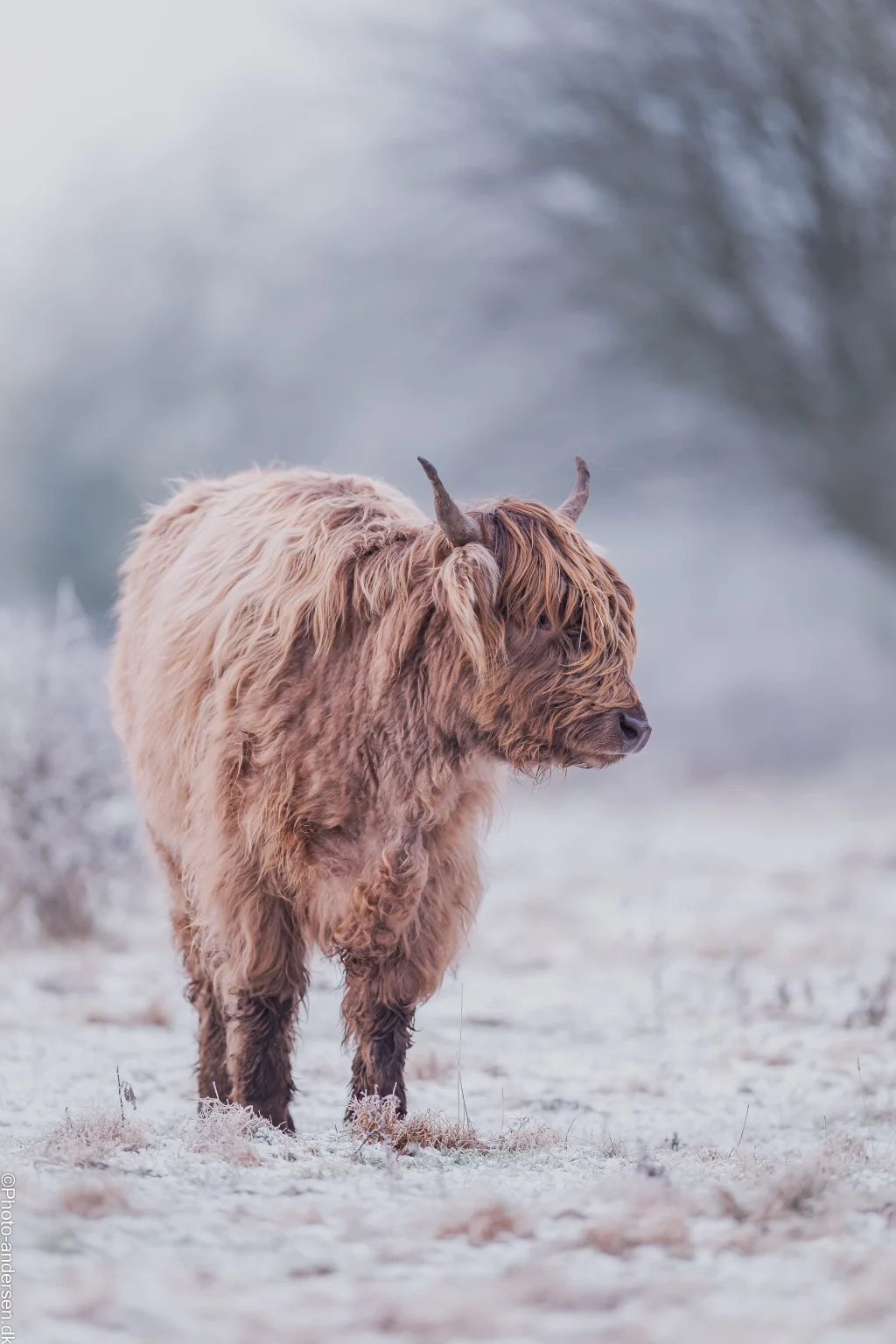 Højlandskvæg i frostklædt vinterlandskab nær Esbjerg, Vestjylland.