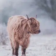 Højlandskvæg i frostklædt vinterlandskab nær Esbjerg, Vestjylland.