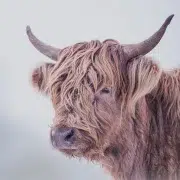 skotsk højlandskvæg i en stille vintermorgen ved Kvaglund, Esbjerg