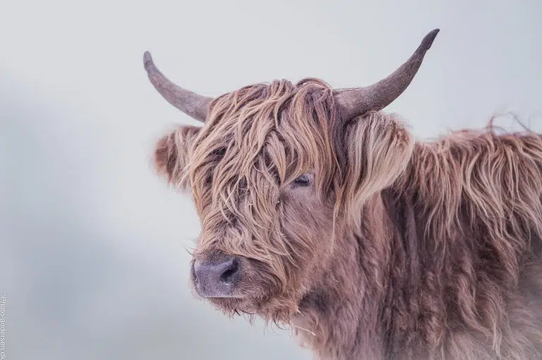 skotsk højlandskvæg i en stille vintermorgen ved Kvaglund, Esbjerg