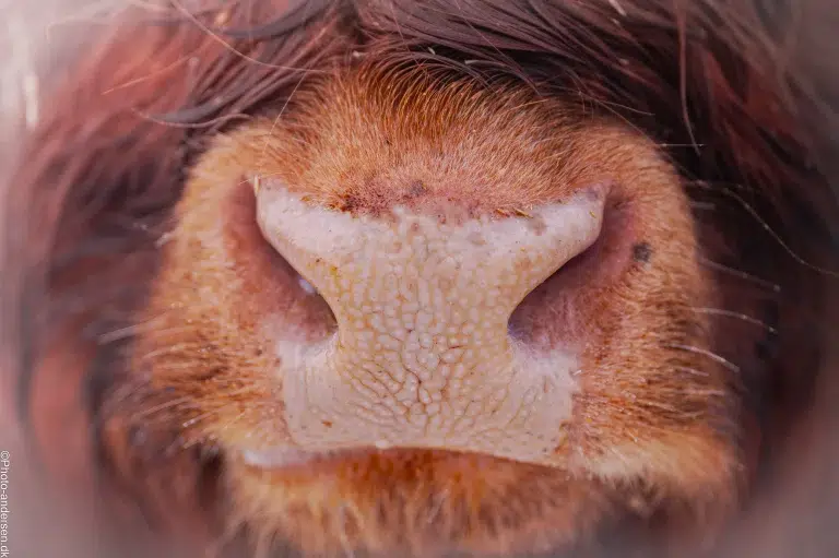 mule fra højlandskvæg fotograferet i vinterlandskab ved Esbjerg, Vestjylland.