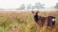 Sikahjort i marsken ved Dyrehaven i Esbjerg Sikahjort i marsken ved Dyrehaven i Esbjerg