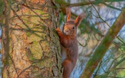 Egern fotograferet i Dyrehaven i Esbjerg. Egern i Dyrehaven i Esbjerg