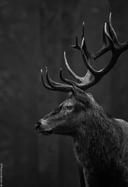 Krondyr er danmarks største vildtlevende dyr. Højde 100-150 cm, vægt hinder 80-120 kg, hjorte 140-180 kg. Sommerdragten (maj-oktober) rødbrun, hovedet mere gråligt, bugen noget lysere, stort spejl på bagdelen. Vinterpelsen gråbrun og længere og tættere end sommerpelsen. Relativt lange ører.