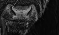 Den skotske højlandskvæg er en robust og imponerende race, der ofte fotograferes i smukke naturscenerier på de danske marker. En sort-hvid-fotografering kan give billederne en tidløs og nostalgisk fornemmelse og fremhæve dyrenes karakteristiske træk, såsom deres lange hår og store horn.